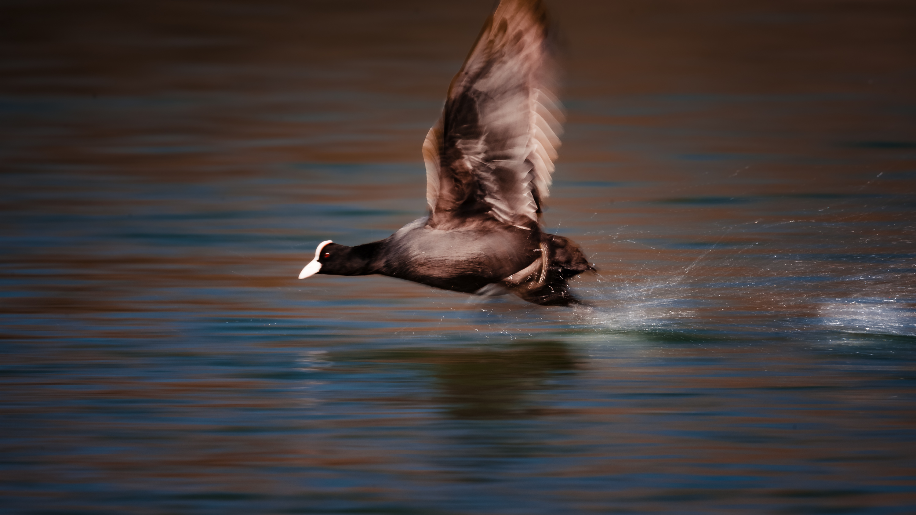 Speed